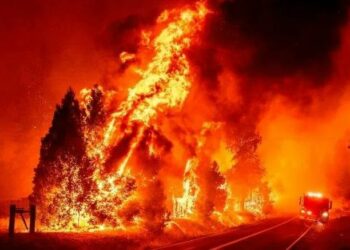 (VIDEO) Incendios forestales arrasan con rapidez un bosque nacional en California