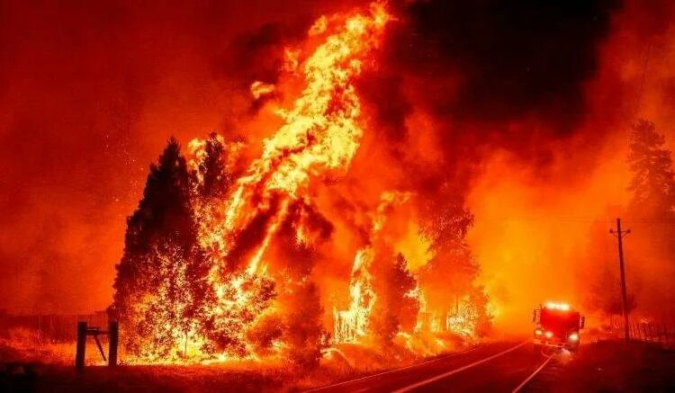 (VIDEO) Incendios forestales arrasan con rapidez un bosque nacional en California