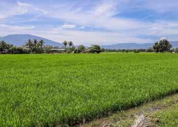 Ministro de Agricultura: “Tras el paso de Bonnie, no hemos encontrado daños de consideración en cultivos de zonas agrícolas”
