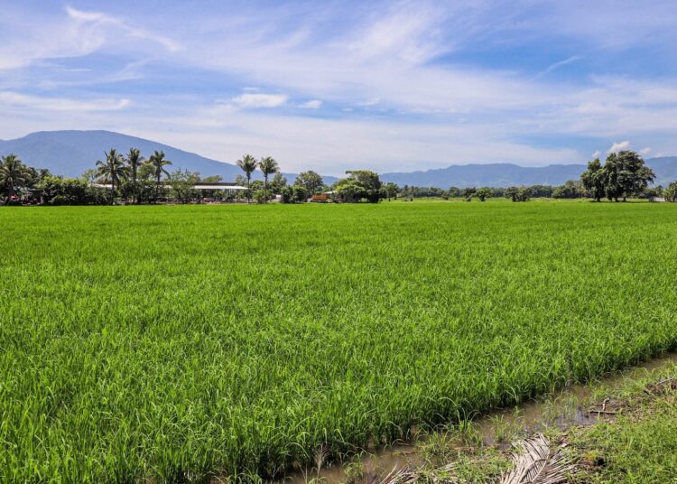Ministro de Agricultura: “Tras el paso de Bonnie, no hemos encontrado daños de consideración en cultivos de zonas agrícolas”