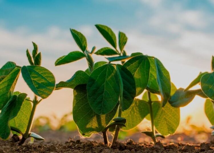 Descubren que las plantas producen su propia «aspirina» para protegerse del estrés ambiental