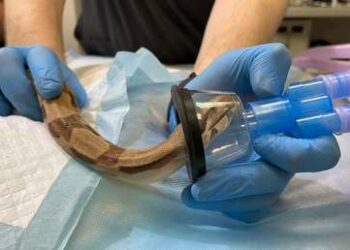 Dos ratas vivas ‘servidas’ a una boa como comida mordieron a la serpiente hasta casi matarla