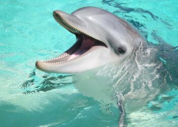 Descubren que a los delfines les gusta música clásica y que esta los vuelve más amigables