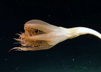 (VIDEO) Una inusual criatura gigante con tentáculos es avistada por primera vez en las profundidades del Pacífico