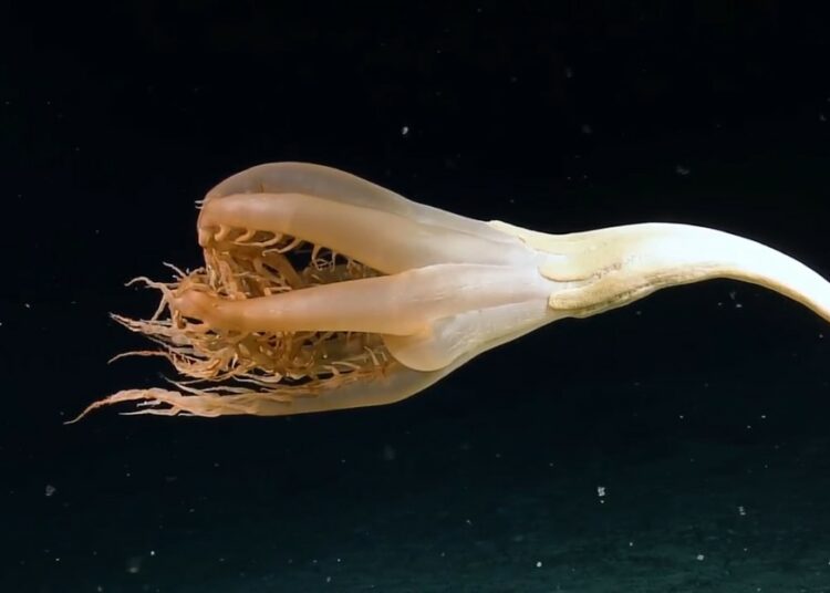 (VIDEO) Una inusual criatura gigante con tentáculos es avistada por primera vez en las profundidades del Pacífico