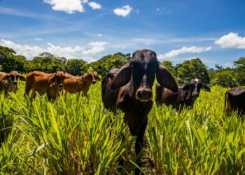 MAG anuncia combate frontal al contrabando de lácteos y ganado