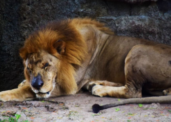Muere Leo, el «viejo» león del ex zoológico nacional