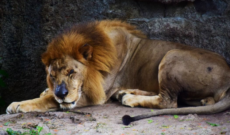 Muere Leo, el «viejo» león del ex zoológico nacional