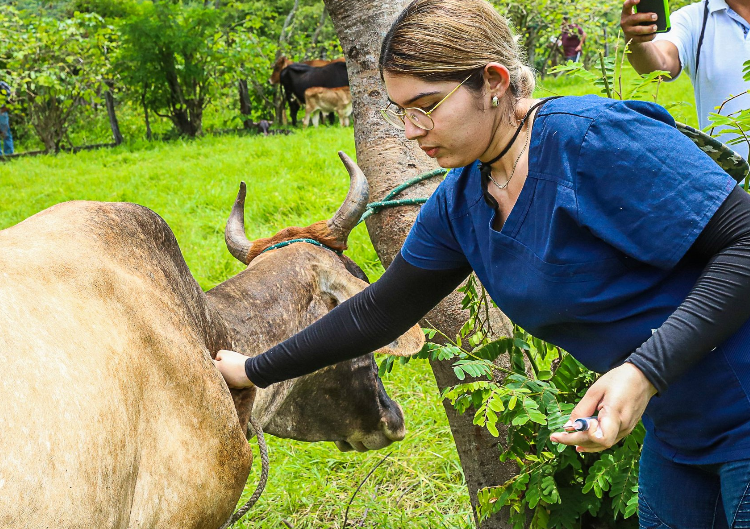 Agricultura espera vacunar y vitaminar 100 mil cabezas de ganado en los próximos seis meses