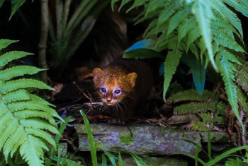 MARN lanza programa para conservar seis especies de animales nativos y la miniserie «Al borde de la extinción»