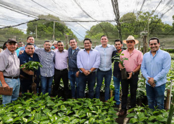 Gobierno anuncia compra de 12.5 millones de plantas de café a viveristas
