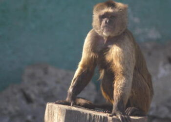 Ataques de monos salvajes dejan más de 40 heridos y obligan a utilizar pistolas tranquilizantes en Japón