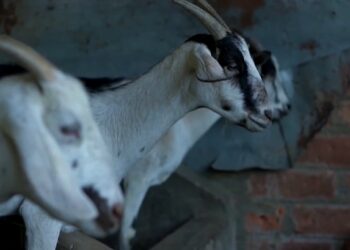 Productores de leche de cabra exponen a diputados sus necesidades