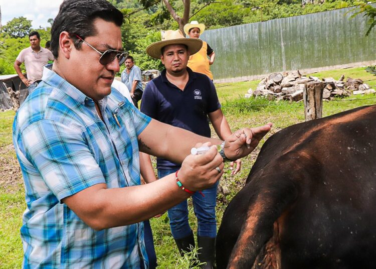 MAG inicia la campaña de vacunación bovina más grande en la historia del país