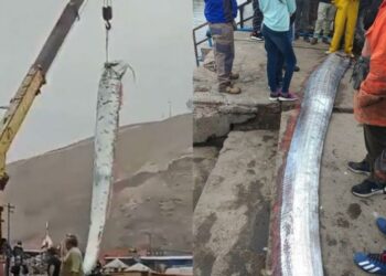 Capturan en Chile un pez remo gigante de casi 6 metros que se cree que presagia terremotos y tsunamis