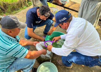 CEL continúa con la liberación de alevines en embalses de centrales hidroeléctricas