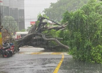 MARN anuncia alta probabilidad de caída de árboles e inundaciones urbanas para este viernes