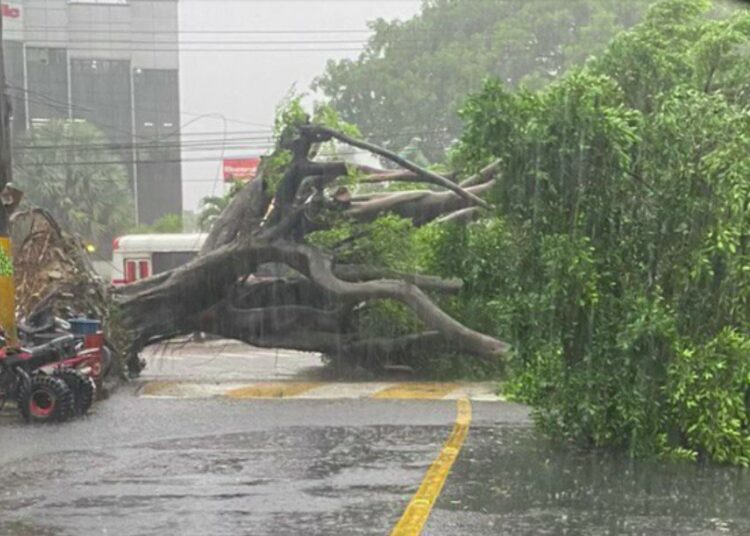 MARN anuncia alta probabilidad de caída de árboles e inundaciones urbanas para este viernes