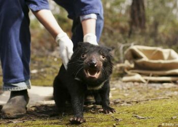 El demonio de Tasmania regresa a Australia continental por primera vez en 3.000 años