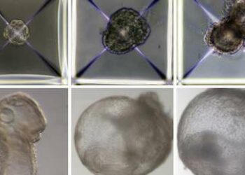 Científicos israelíes crean los primeros embriones sintéticos del mundo, sin necesidad de óvulos fertilizados