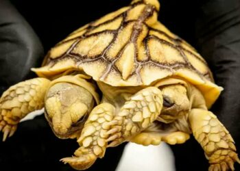 En Países Bajos nace una tortuga de dos cabezas, seis patas y dos colas