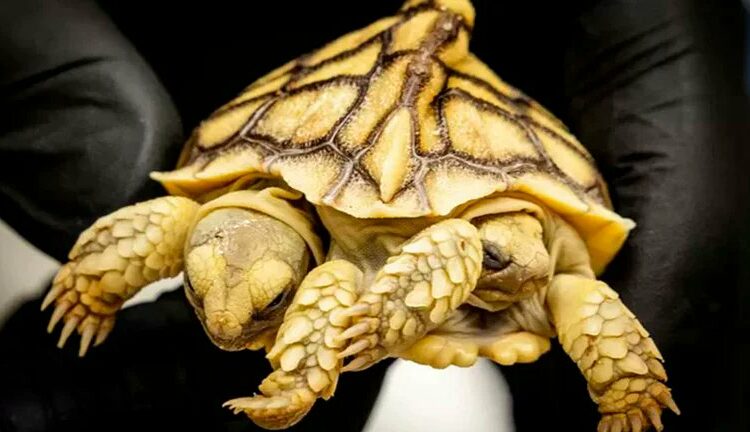 En Países Bajos nace una tortuga de dos cabezas, seis patas y dos colas