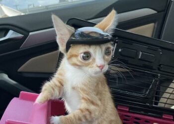 Un gatito debe usar un casco para evitar golpearse con objetos