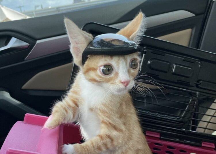 Un gatito debe usar un casco para evitar golpearse con objetos