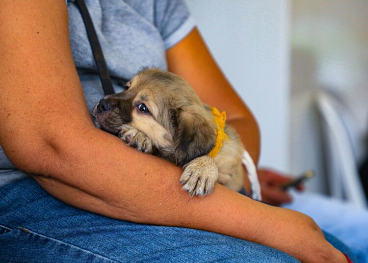 Hospital Veterinario Chivo Pets realiza cerca de 400 atenciones diarias a mascotas