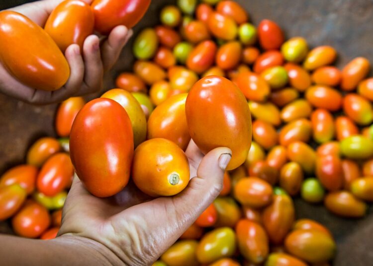 Familias agricultoras recibieron asesoría para mejorar la producción de alimentos en Sonsonate