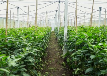 Legisladores reconocen labor que realizan los agrónomos salvadoreños que hoy conmemoran su día