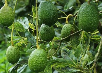 Este país tiene un exceso de oferta de aguacates e intenta convencer a los residentes de que coman más