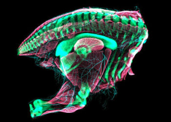 Descubren que los embriones de aves son asombrosamente parecidos a los dinosaurios