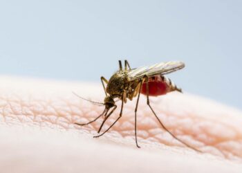 Especialistas advirtieron sobre un posible nuevo brote de dengue y llamaron a estar prevenidos