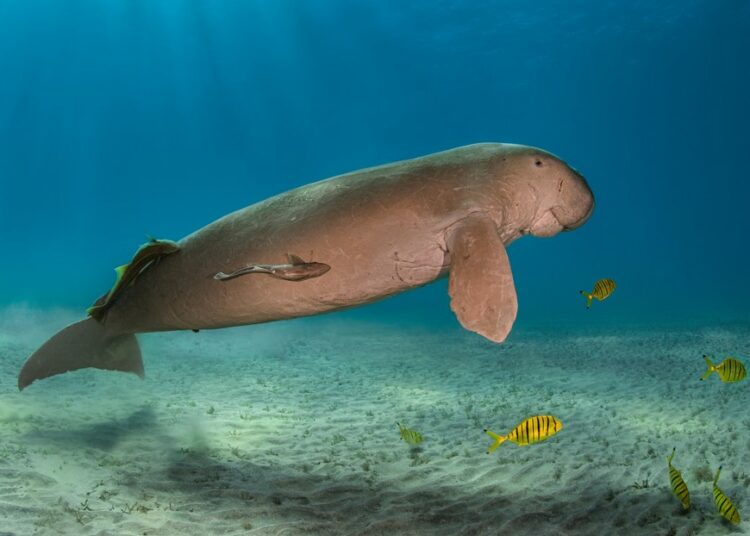 Declaran al dugongo funcionalmente extinto en China