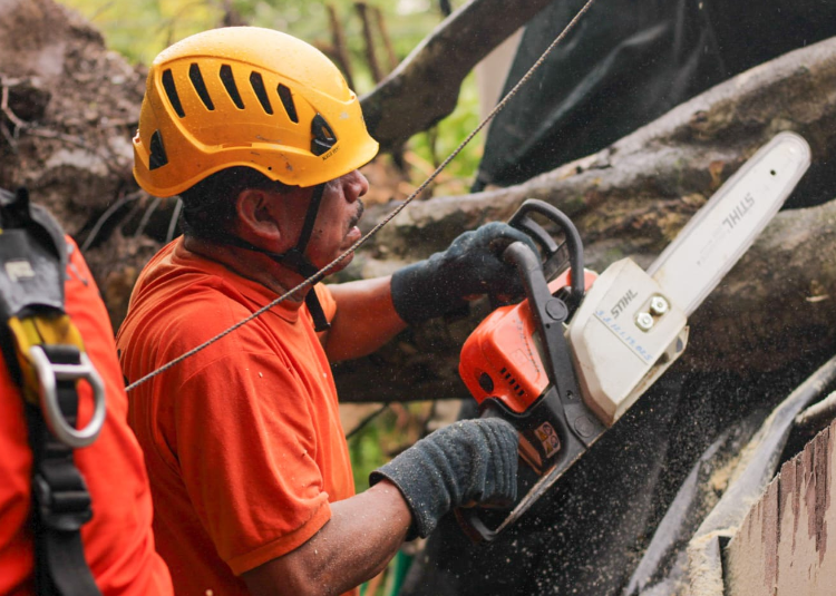 Equipos de Protección Civil remueven árbol que cayó sobre vivienda en San Salvador