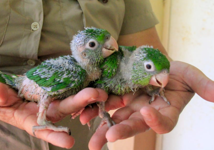 Medio Ambiente custodia 106 pericos, 14 loras y 1 mono capuchino, decomisados por la PNC