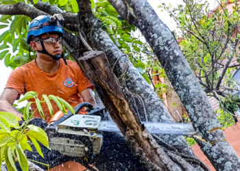 1,274 árboles poda Protección Civil en tareas de mitigación de riesgos ante las lluvias