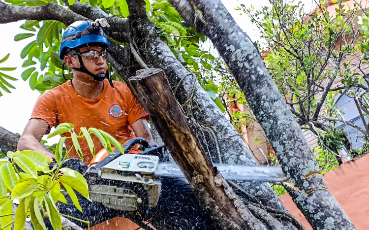 1,274 árboles poda Protección Civil en tareas de mitigación de riesgos ante las lluvias