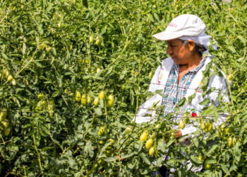 Pequeños agricultores agradecen apoyo del proyecto «Sembrando Vida»