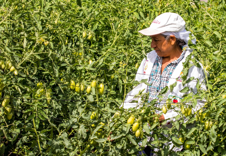 Pequeños agricultores agradecen apoyo del proyecto «Sembrando Vida»
