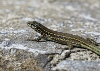 Descubren que el calentamiento global provoca que los lagartos nazcan ‘envejecidos’ en Francia