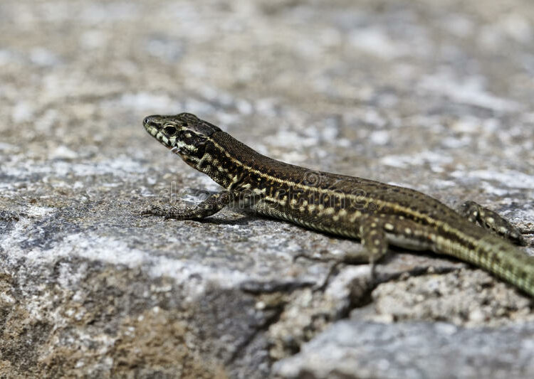 Descubren que el calentamiento global provoca que los lagartos nazcan ‘envejecidos’ en Francia