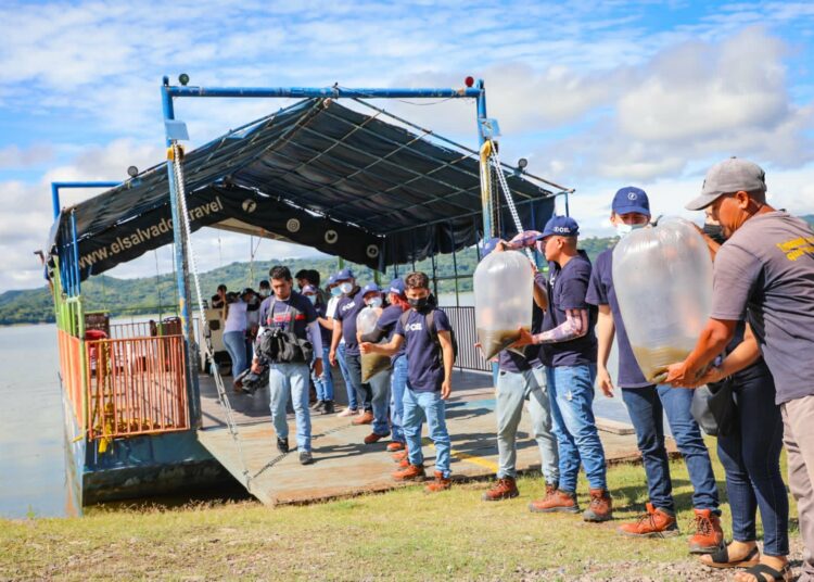 CEL libera más de un millón de alevines en embalses de centrales hidroeléctricas