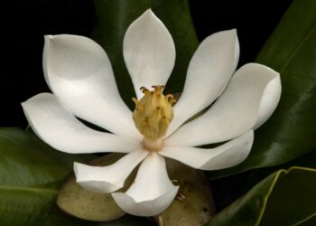 Encuentran en Haití una especie de magnolia que se creía perdida para la ciencia durante 97 años