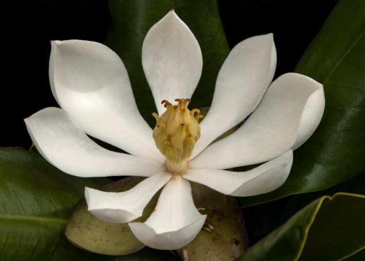 Encuentran en Haití una especie de magnolia que se creía perdida para la ciencia durante 97 años