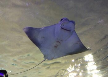(VIDEO) Descubren que las mantarrayas, consideradas como animales ‘silenciosos’, emiten extraños chasquidos
