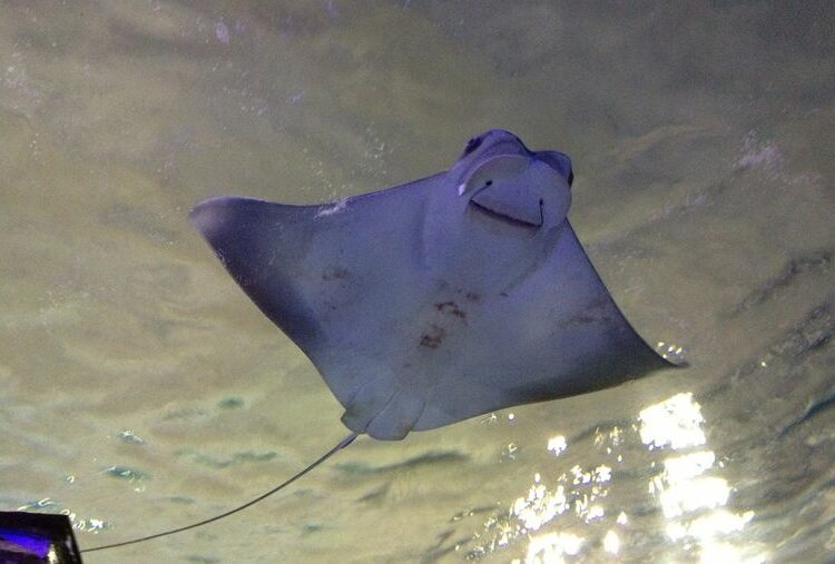 (VIDEO) Descubren que las mantarrayas, consideradas como animales ‘silenciosos’, emiten extraños chasquidos