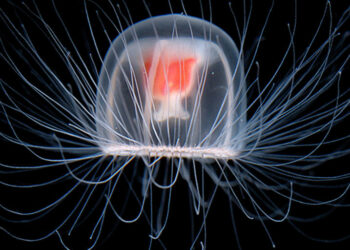 Científicos secuencian el genoma de una medusa inmortal