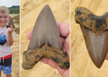 Un niño de 8 años halla un diente de un extinto tiburón gigante durante un paseo por California